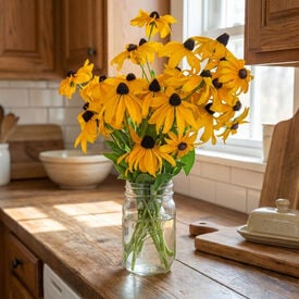 Goldstrum, Rudbeckia Seeds